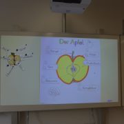 Apfelprojekt in der ersten Klasse